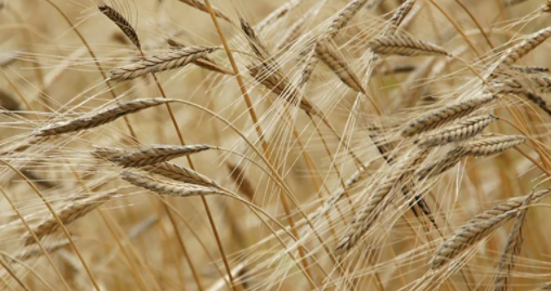 Buğdayda üretim hedefi tutmadı, 500 bin ton ithalat